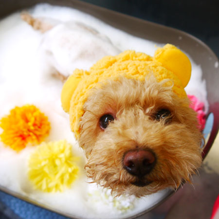 【本店】2021年2月26日のワンちゃん達♪