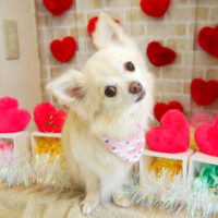 【本店】2021年2月27日のワンちゃん達♪