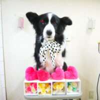 【本店】2021年2月28日のワンちゃん達♪