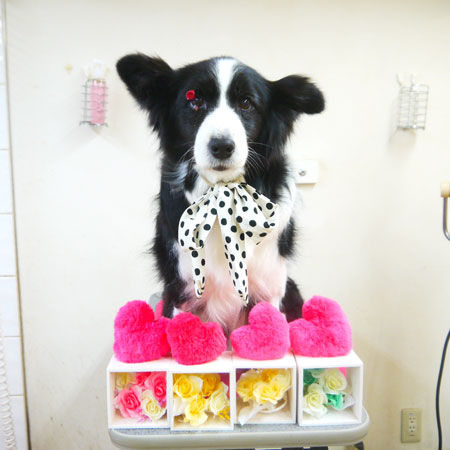 【本店】2021年2月28日のワンちゃん達♪