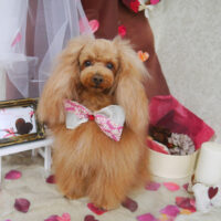 【山手店】2021年2月4日のワンちゃん達♪