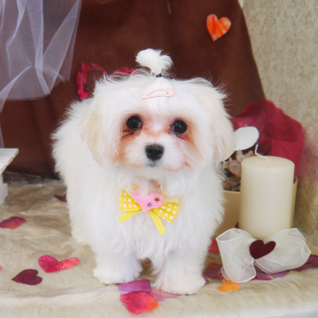 【山手店】2021年2月5日のワンちゃん達♪