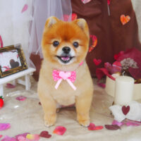 【山手店】2021年2月7日のワンちゃん達♪