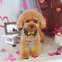 【山手店】2021年2月8日のワンちゃん達♪