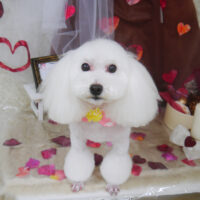 【山手店】2021年2月11日のワンちゃん達♪