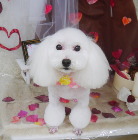 【山手店】2021年2月11日のワンちゃん達♪