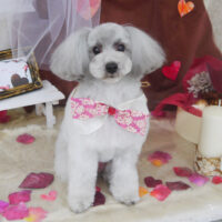 【山手店】2021年2月13日のワンちゃん達♪