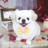 【山手店】2021年2月14日のワンちゃん達♪