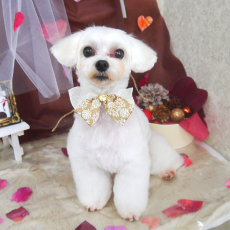 【山手店】2021年2月15日のワンちゃん達♪