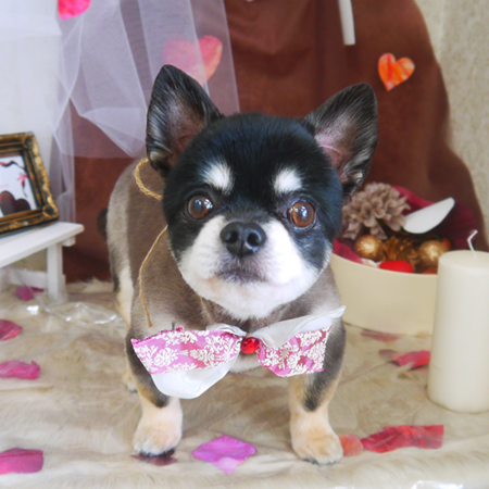 【山手店】2021年2月20日のワンちゃん達♪