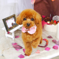 【山手店】2021年2月24日のワンちゃん達♪