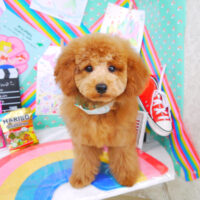 【山手店】2021年2月26日のワンちゃん達♪