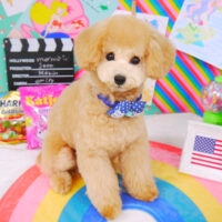 【山手店】2021年2月27日のワンちゃん達♪