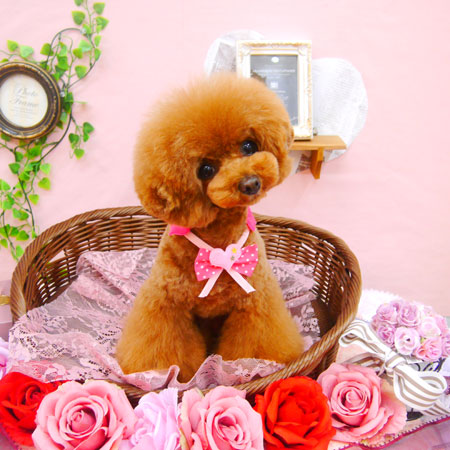 【池下店】2021年2月1日のワンちゃん達♪