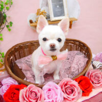 【池下店】2021年2月4日のワンちゃん達♪