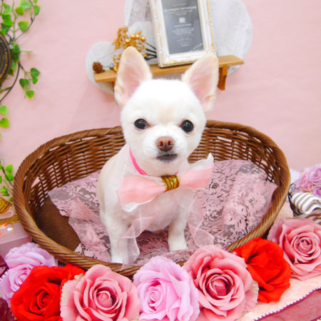 【池下店】2021年2月4日のワンちゃん達♪