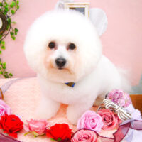 【池下店】2021年2月5日のワンちゃん達♪