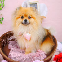 【池下店】2021年2月6日のワンちゃん達♪