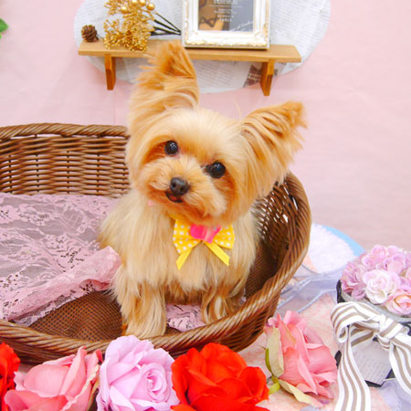 【池下店】2021年2月8日のワンちゃん達♪