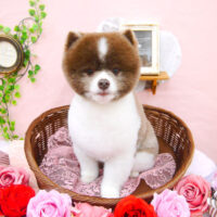 【池下店】2021年2月11日のワンちゃん達♪