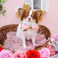 【池下店】2021年2月12日のワンちゃん達♪