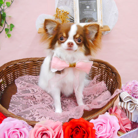 【池下店】2021年2月12日のワンちゃん達♪