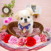 【池下店】2021年2月13日のワンちゃん達♪