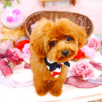 【池下店】2021年2月15日のワンちゃん達♪