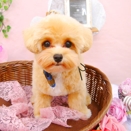 【池下店】2021年2月18日のワンちゃん達♪