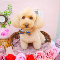 【池下店】2021年2月20日のワンちゃん達♪