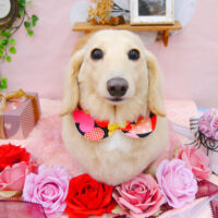 【池下店】2021年2月22日のワンちゃん達♪