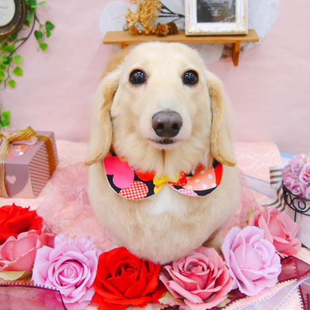 【池下店】2021年2月22日のワンちゃん達♪