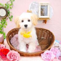 【池下店】2021年2月24日のワンちゃん達♪