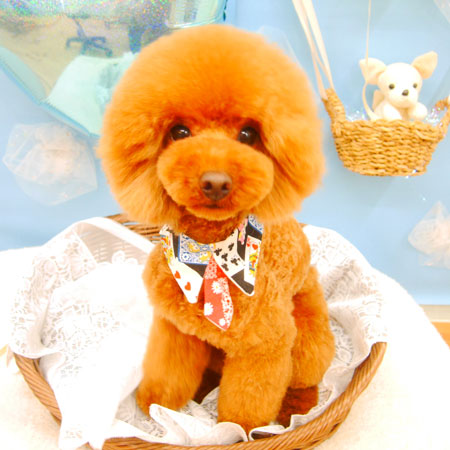 【池下店】2021年2月26日のワンちゃん達♪