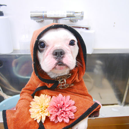 【池下店】2021年2月27日のワンちゃん達♪