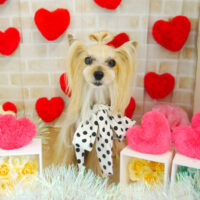 【本店】2021年3月1日のワンちゃん達♪