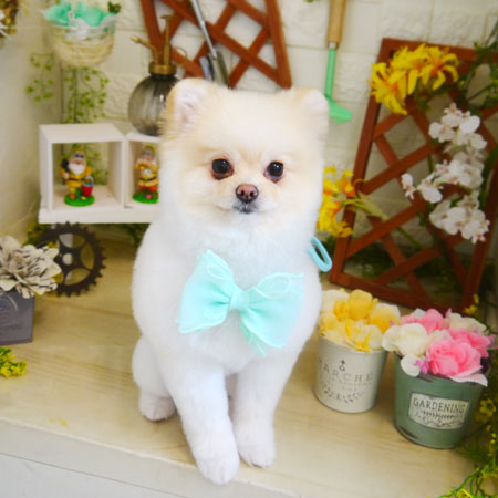 【本店】2021年3月4日のワンちゃん達♪