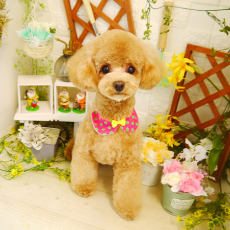 【本店】2021年3月5日のワンちゃん達♪