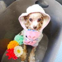 【本店】2021年3月6日のワンちゃん達♪