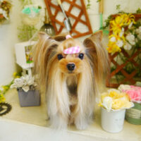 【本店】2021年3月7日のワンちゃん達♪