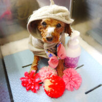 【本店】2021年3月8日のワンちゃん達♪