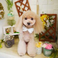 【本店】2021年3月11日のワンちゃん達♪