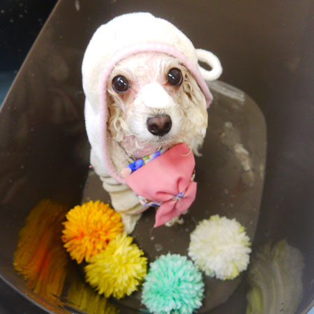 【本店】2021年3月12日のワンちゃん達♪