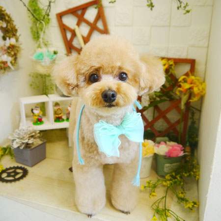 【本店】2021年3月13日のワンちゃん達♪