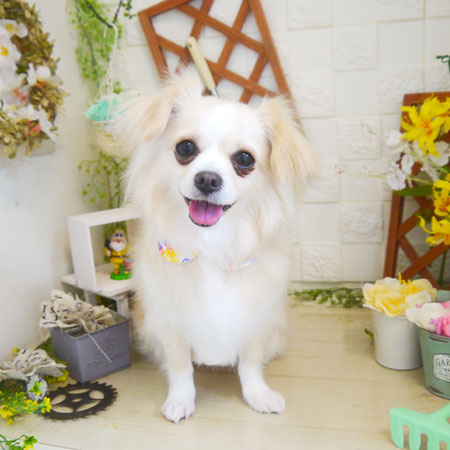 【本店】2021年3月14日のワンちゃん達♪