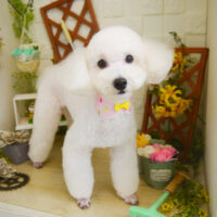 【本店】2021年3月15日のワンちゃん達♪