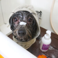 【本店】2021年3月18日のワンちゃん達♪