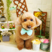 【本店】2021年3月19日のワンちゃん達♪