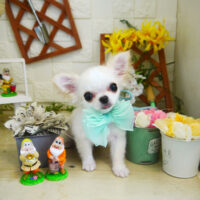 【本店】2021年3月20日のワンちゃん達♪