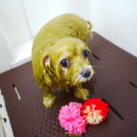 【本店】2021年3月21日のワンちゃん達♪